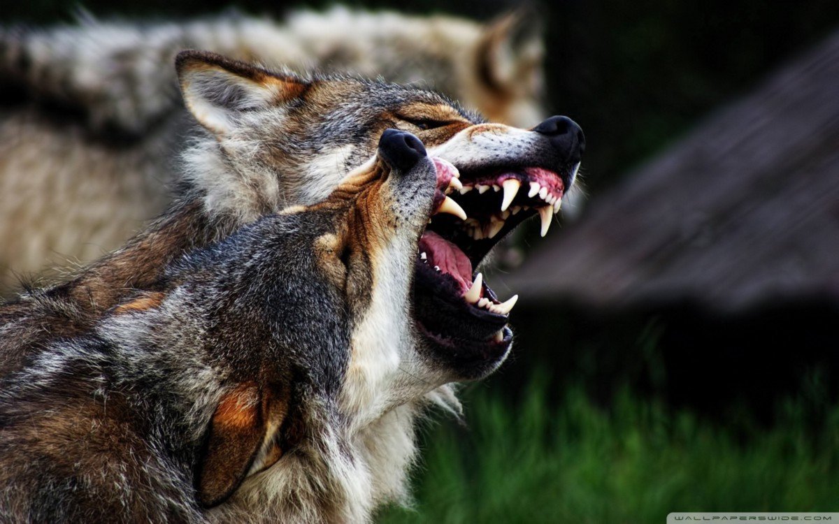 ФОТО: Волк в ярости 5