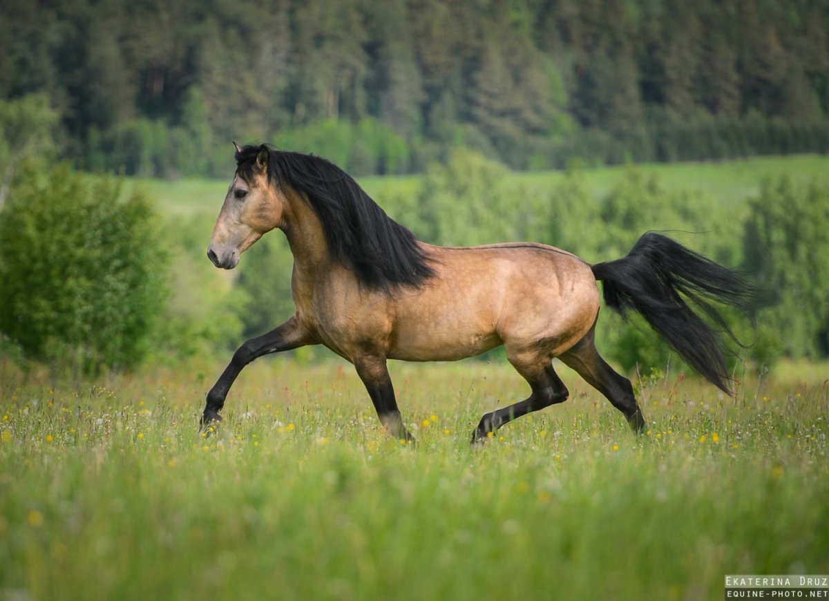 ФОТО: Буланый конь 2