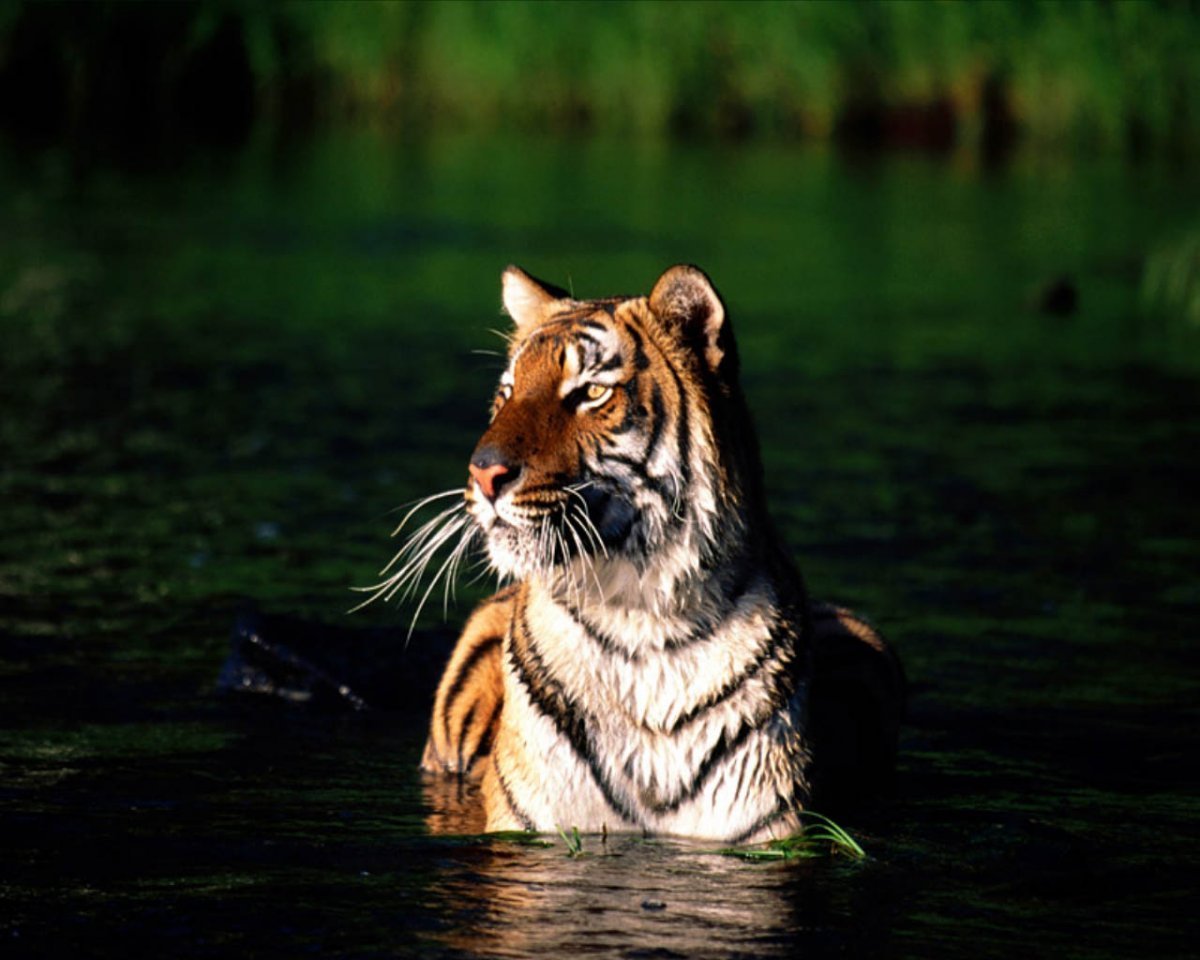 ФОТО: Черный водяной тигр 2