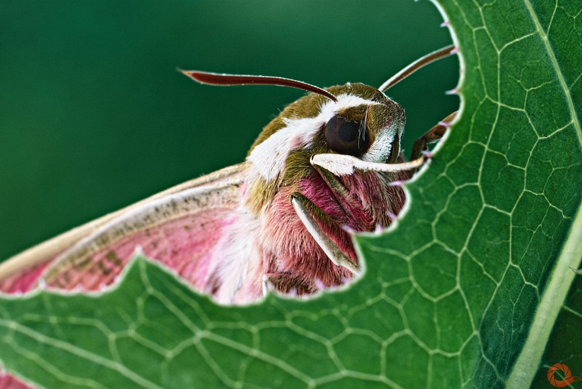ФОТО: Бражник бабочка 7