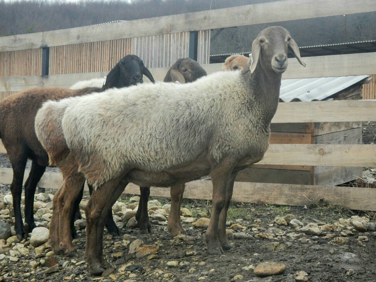 ФОТО: Курдючные овцы 7