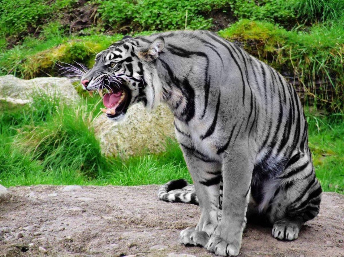 ФОТО: Черный водяной тигр 5