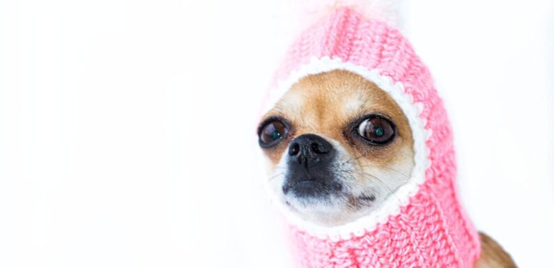 ФОТО: Собачка в шапке