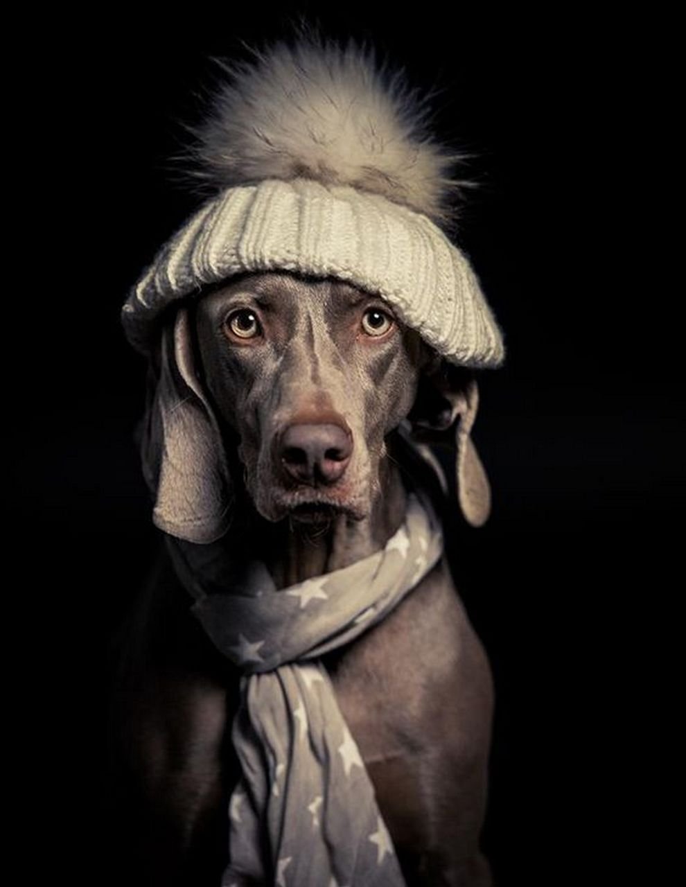 ФОТО: Собачка в шапке 6