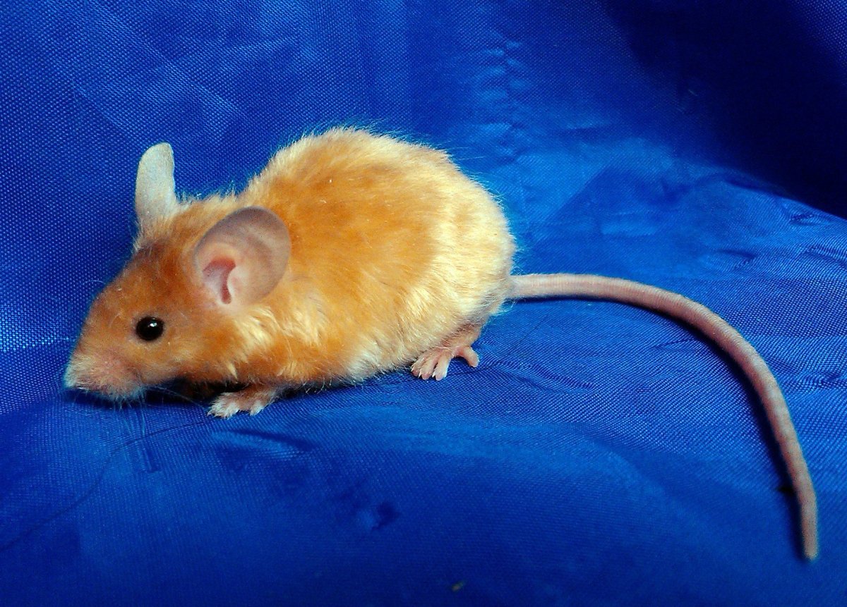 ФОТО: Сатиновая мышь 10