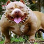 ФОТО: Самая злая собака в мире 5