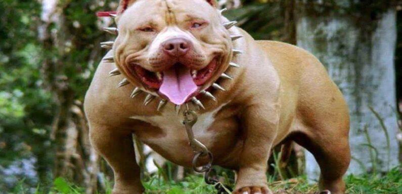ФОТО: Самая злая собака в мире