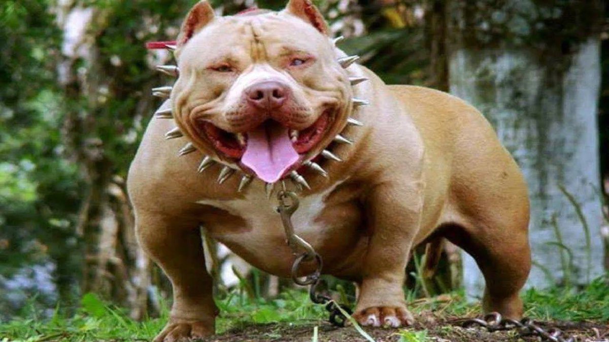ФОТО: Самая злая собака в мире 1