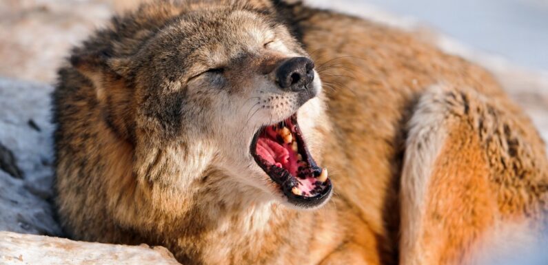 ФОТО: Волк в ярости