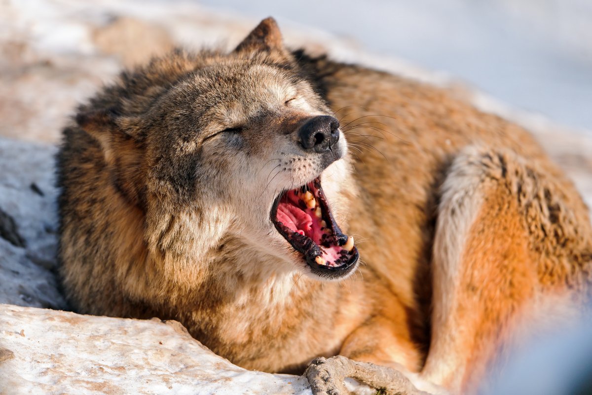 ФОТО: Волк в ярости 1