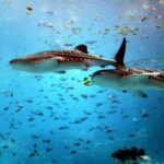 Акулы на Мальдивах - яркие фото 19