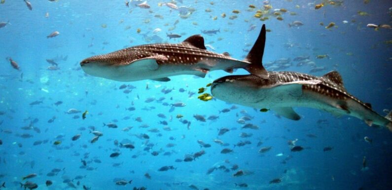 ФОТО: Акулы на Мальдивах