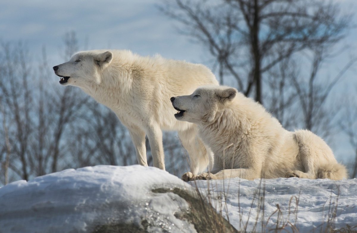 ФОТО: Арктический волк 7