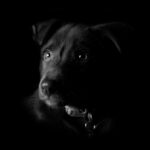 ФОТО: Собака в темноте 24