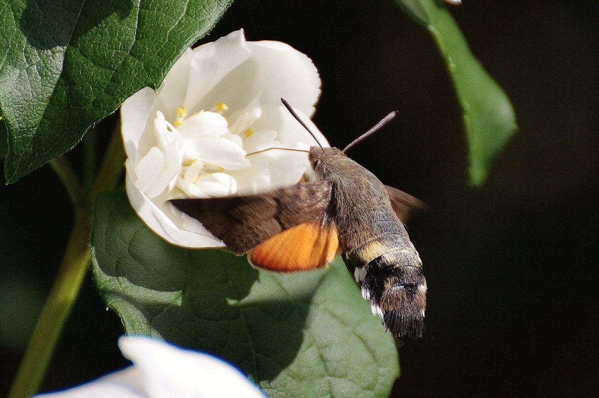 ФОТО: Бражник бабочка 8