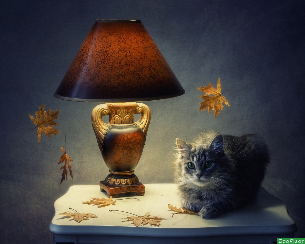 ФОТО: Кот с лампой 5