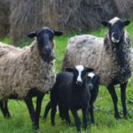 ФОТО: Романовская порода овец 6