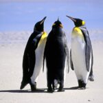 Три пингвина вечерком - фото 36 открытки