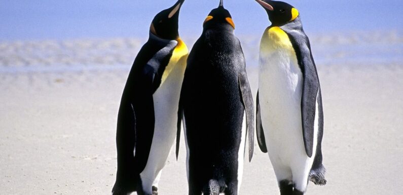 ФОТО: Три пингвина