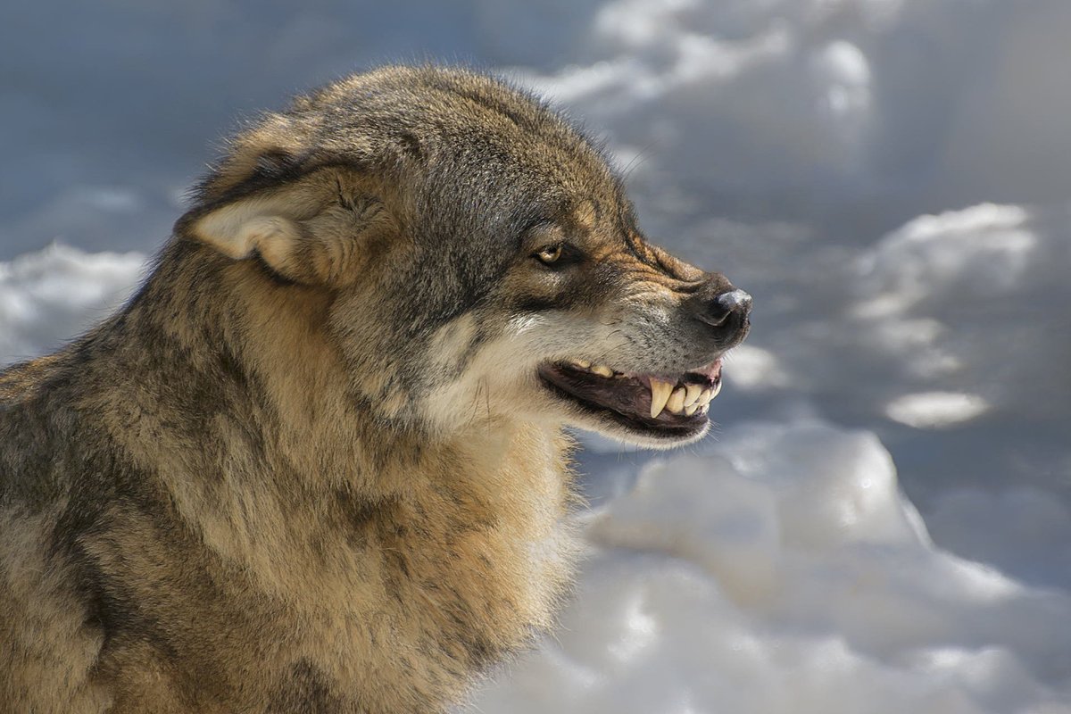 ФОТО: Волк в ярости 8