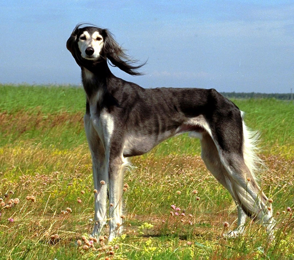 Самая редкая порода собак в мире (ФОТО) 8