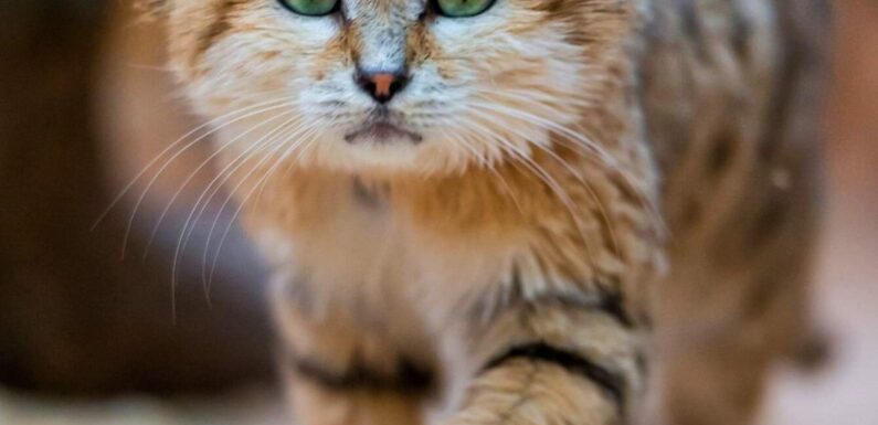 ФОТО: Пустынная кошка