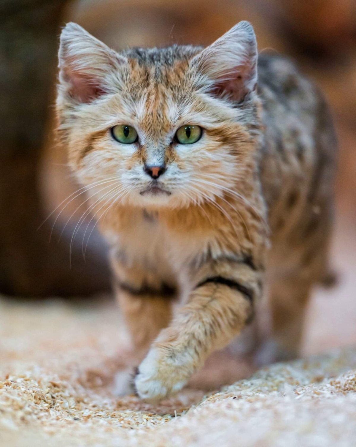 ФОТО: Пустынная кошка 1
