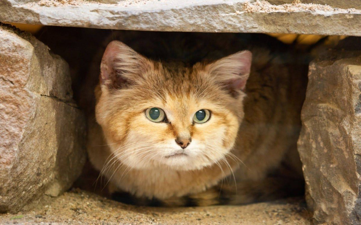 ФОТО: Пустынная кошка 9