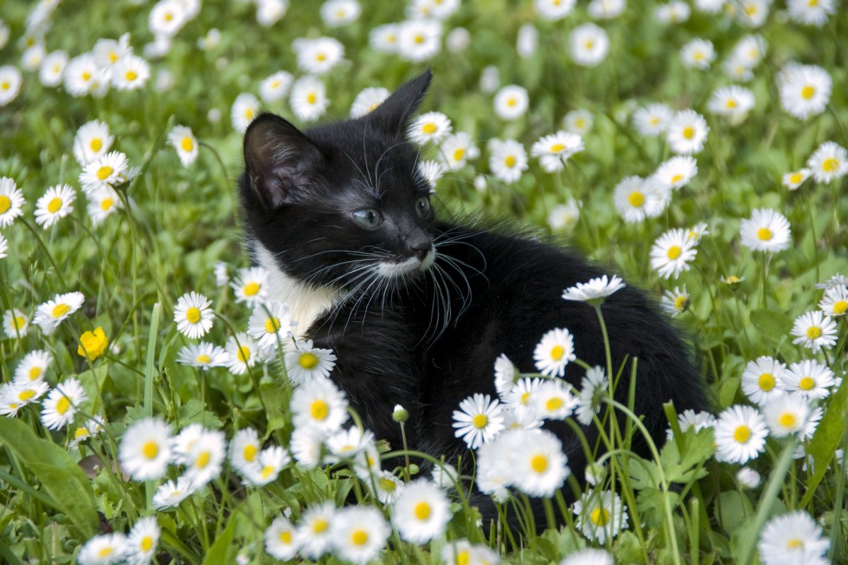 ФОТО: Черно белая кошка 10