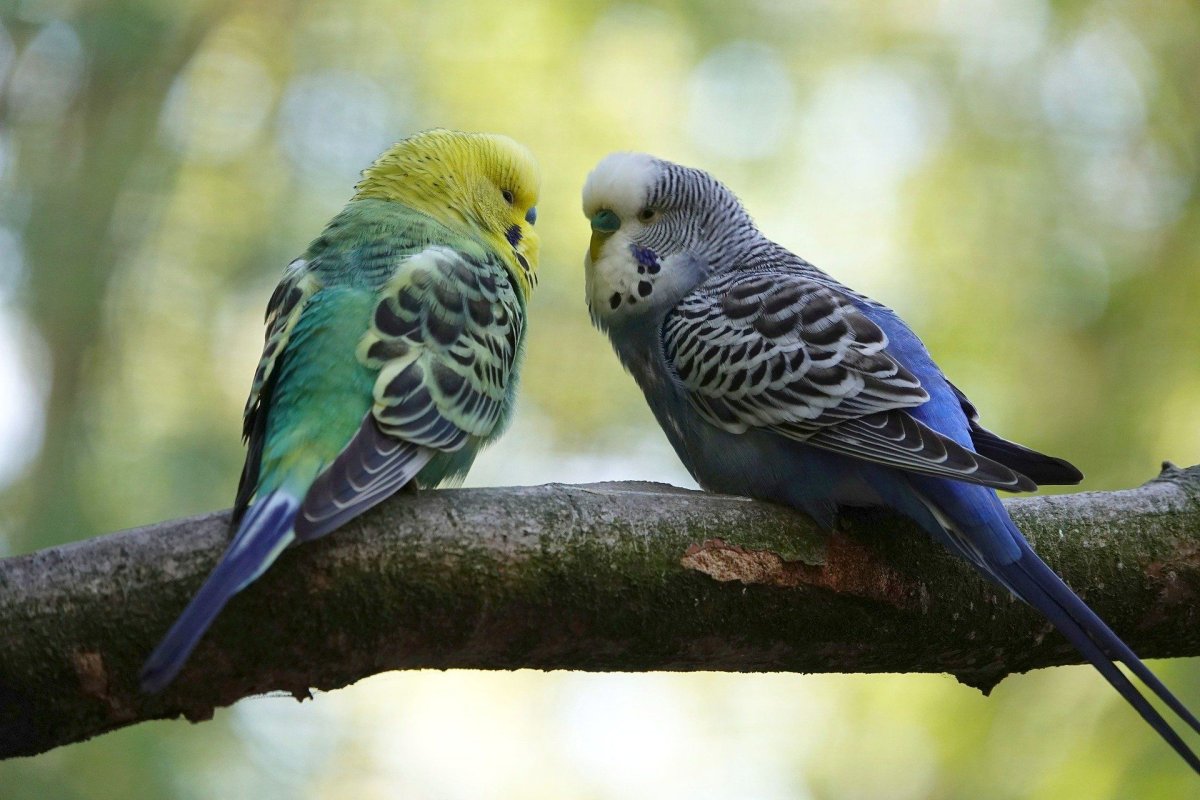 ФОТО: Волнистый попугай 6
