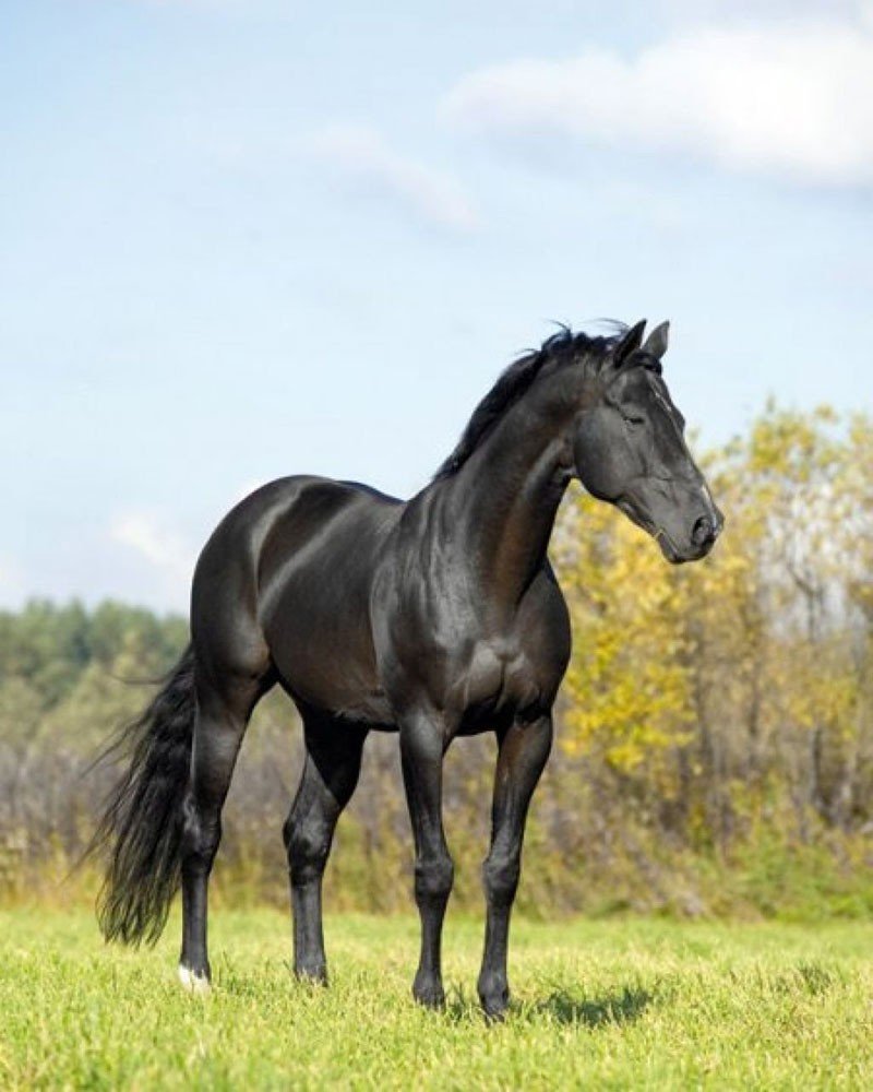 ФОТО: Карачаевская лошадь 8