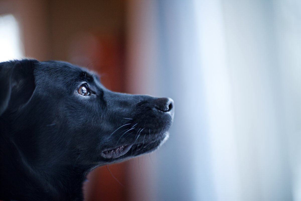 ФОТО: Большая черная собака 8