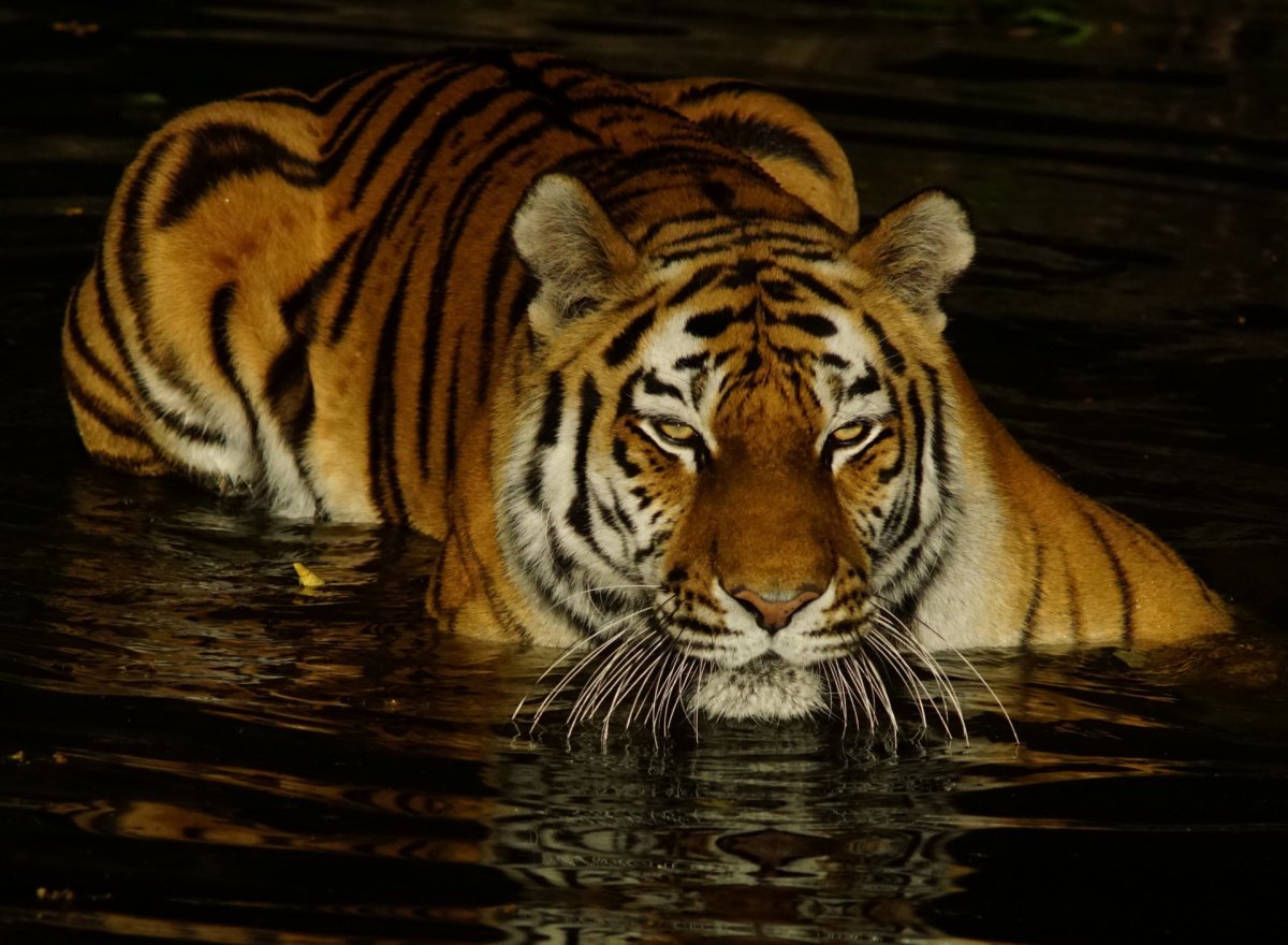 ФОТО: Черный водяной тигр 7