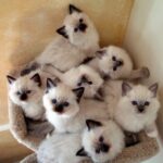 ФОТО: Различные породы кошек 17 Самые красивые