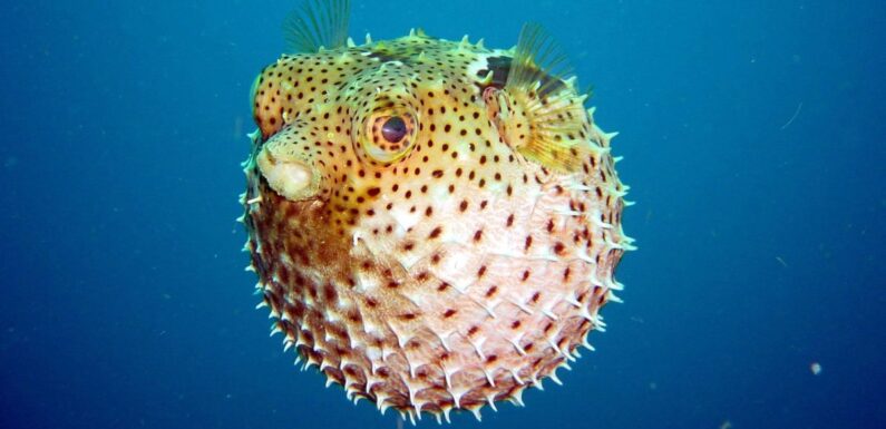 ФОТО: Рыба шар с колючками