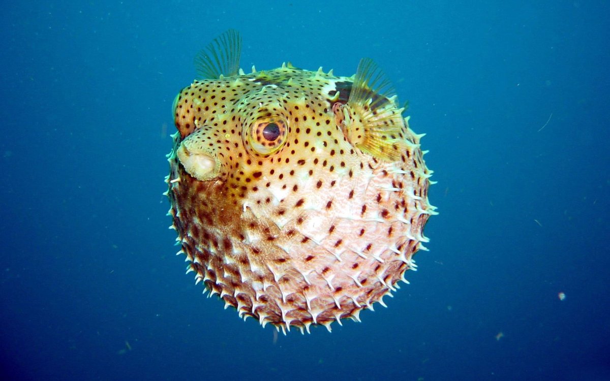 ФОТО: Рыба шар с колючками 1