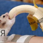 PHOTO: Hamster with a banana in its mouth 18 Adria Arjona