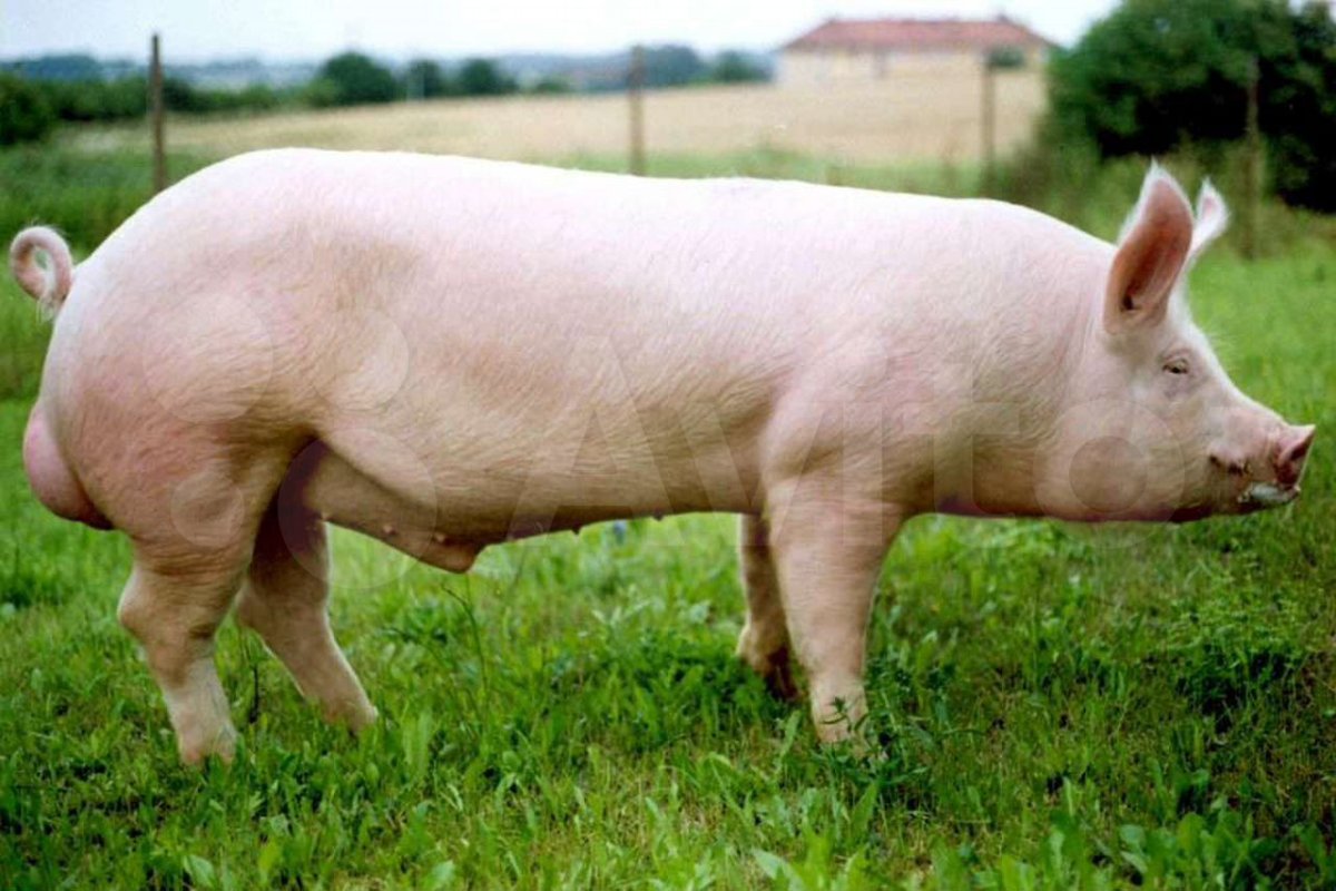 ФОТО: Крупная белая порода свиней 3