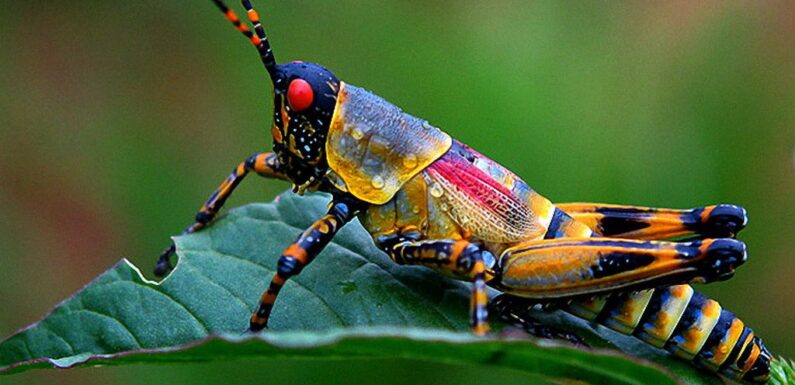 ФОТО: Виды насекомых