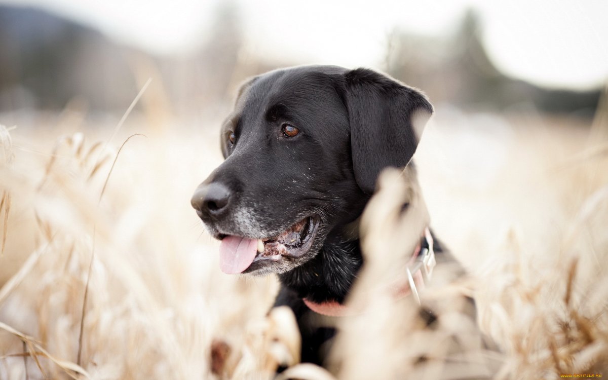 ФОТО: Большая черная собака 6