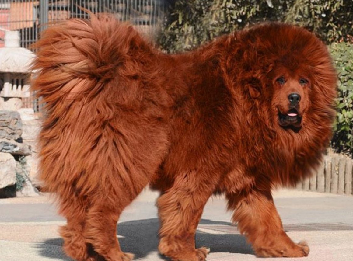 Самая редкая порода собак в мире (ФОТО) 9