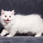 Порода кошек Наполеон - красавицы 19 Остров Пасхи