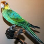Шикарные каролинский попугай - фото подборка 19 родос