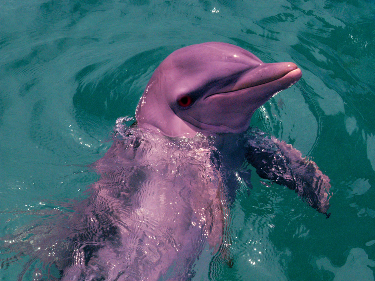 ФОТО: Розовые дельфины 8