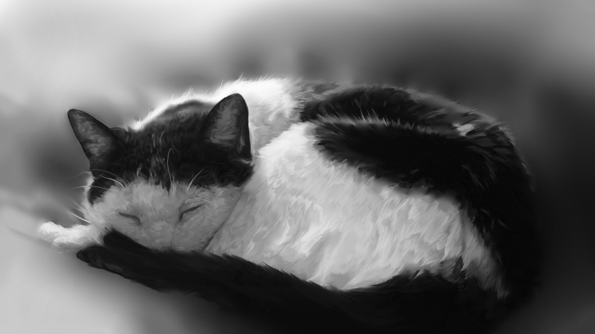ФОТО: Черно белая кошка 6