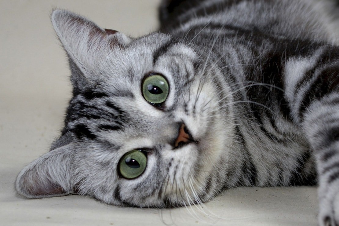 ФОТО: Американская короткошерстная кошка 7