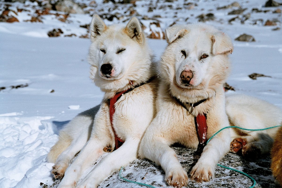 ФОТО: Гренландская собака 6