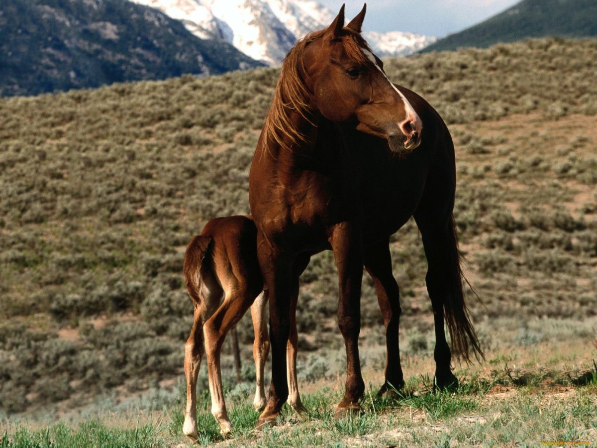 ФОТО: Карачаевская лошадь 10
