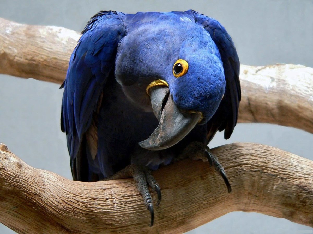 ФОТО: Самый большой попугай 10