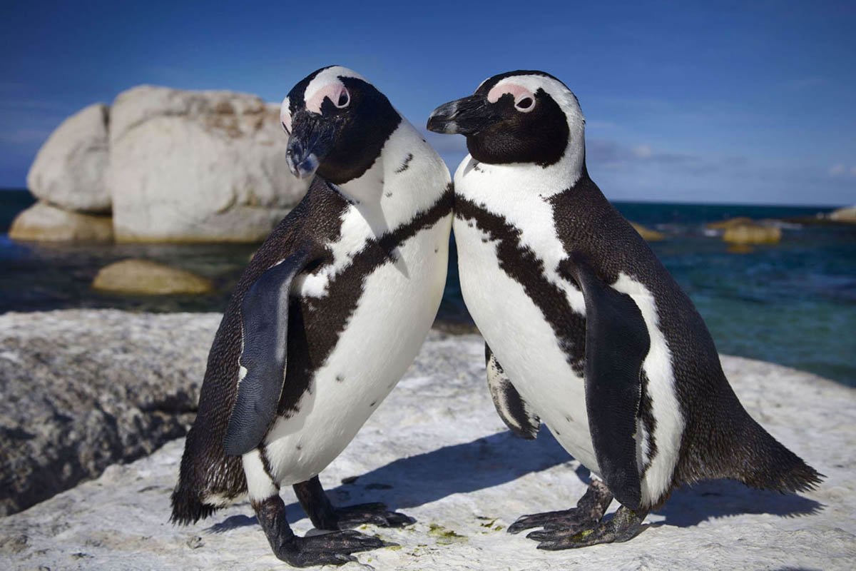 ФОТО: Пингвины в Африке 7